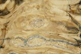 Polished Mammoth Molar Slice - South Carolina #319703-1